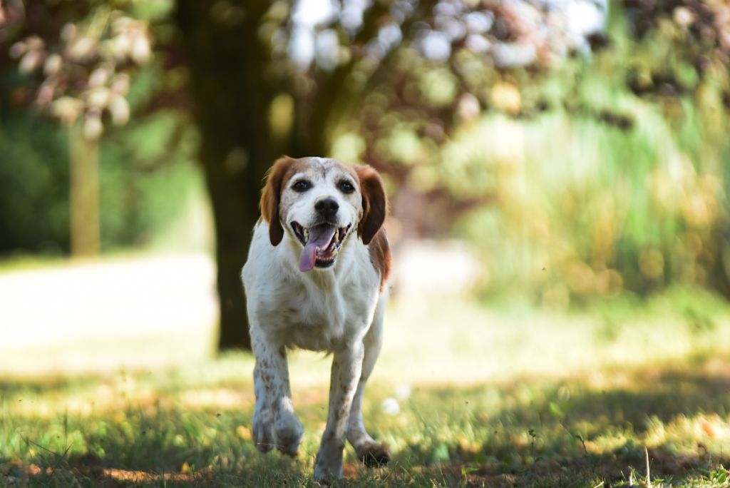 Freya belle des T'chiots Picards