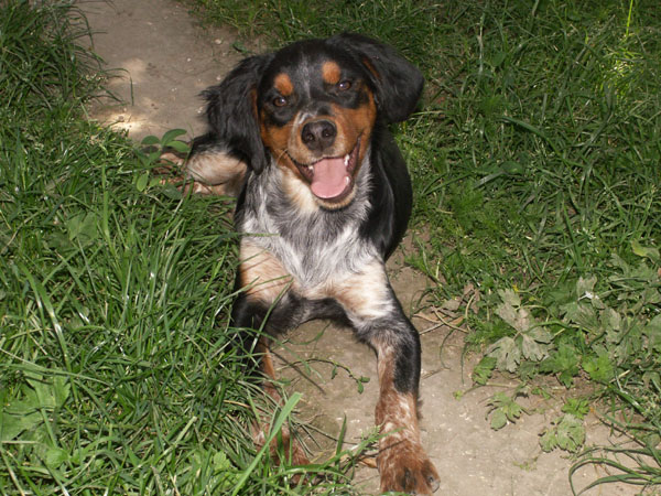 Bêtise des T'chiots Picards