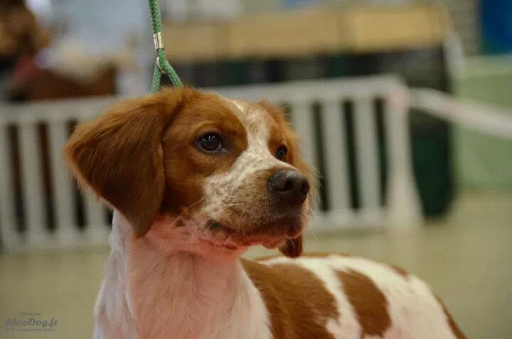 Freya belle des T'chiots Picards