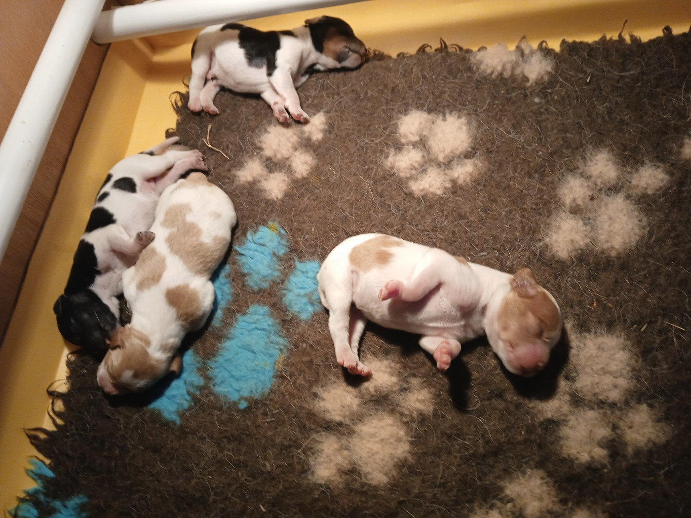 Chiot Epagneul Breton De La Plaine D'oya