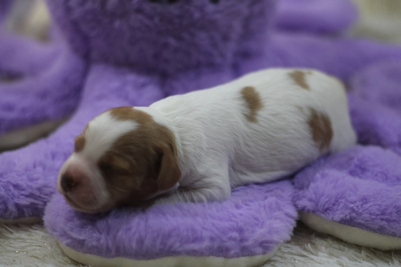 De La Plaine D'oya - Chiots disponibles - Epagneul Breton
