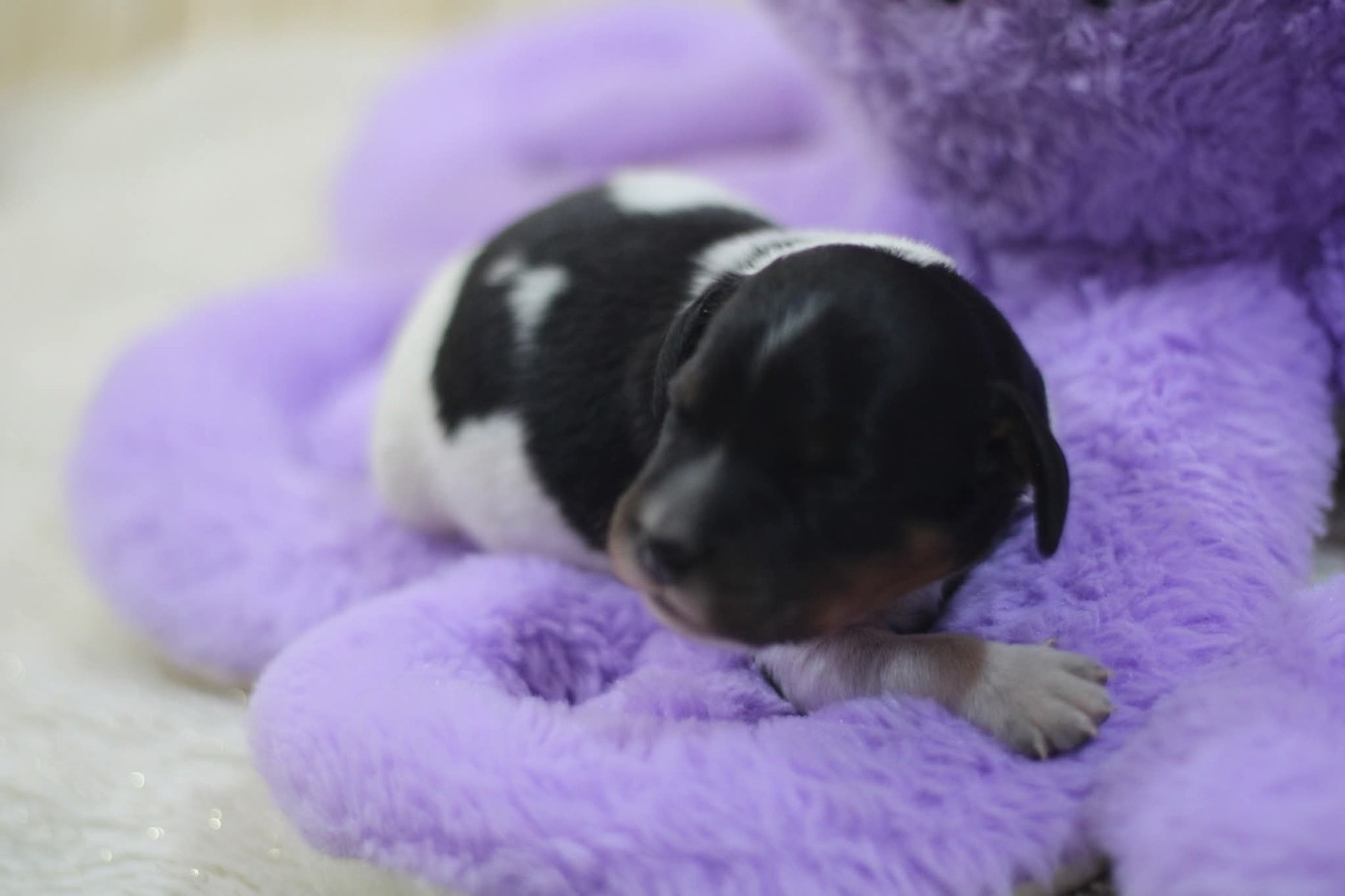 De La Plaine D'oya - Chiots disponibles - Epagneul Breton