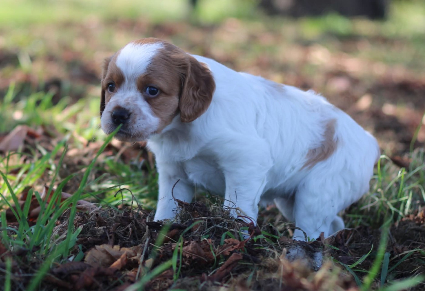 De La Plaine D'oya - Chiots disponibles - Epagneul Breton