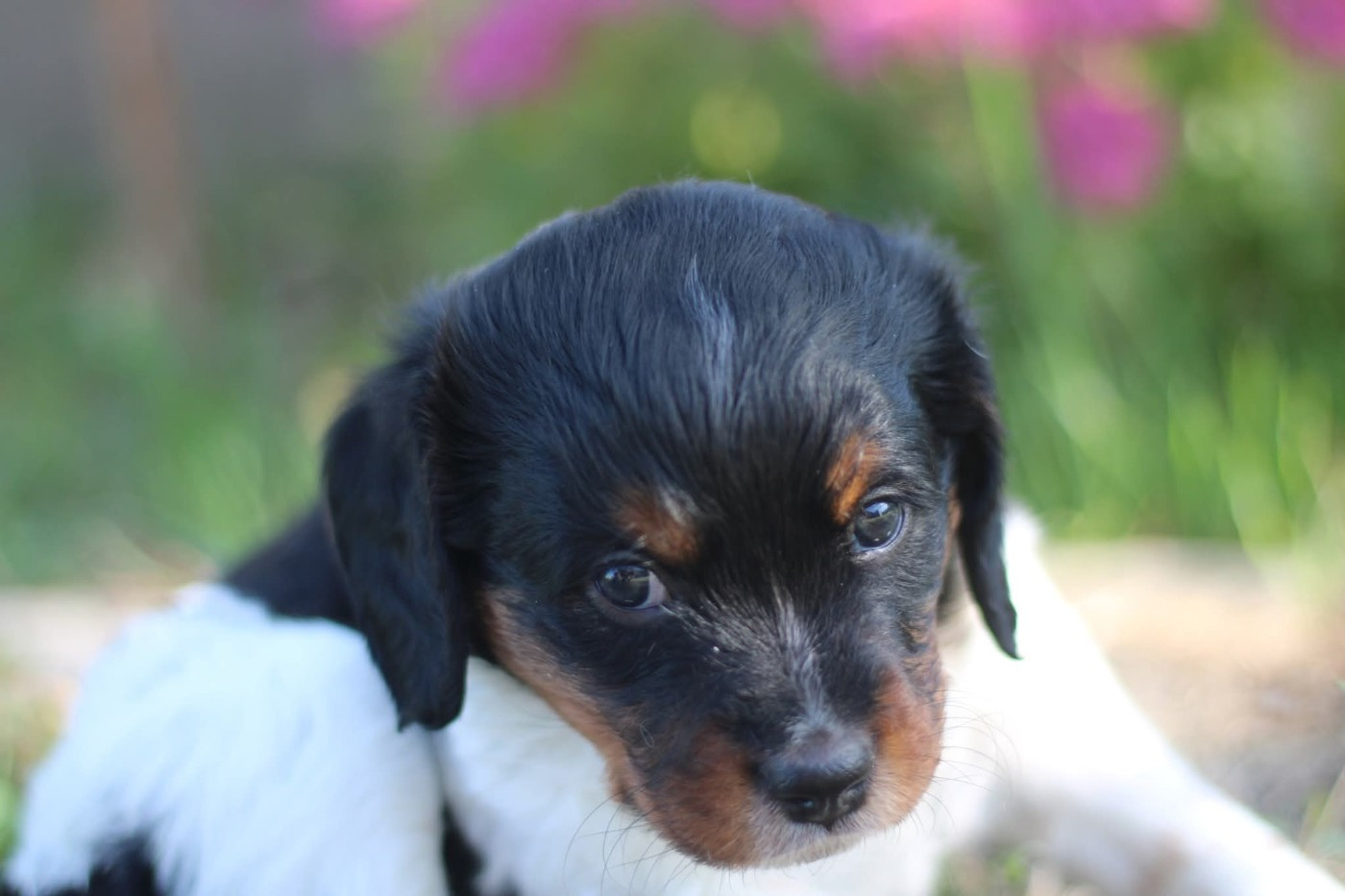 De La Plaine D'oya - Chiots disponibles - Epagneul Breton