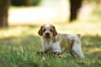 Oliver